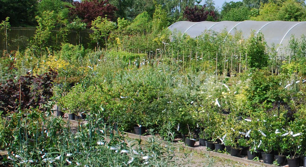 Bluebell Nursery - frames full of plants